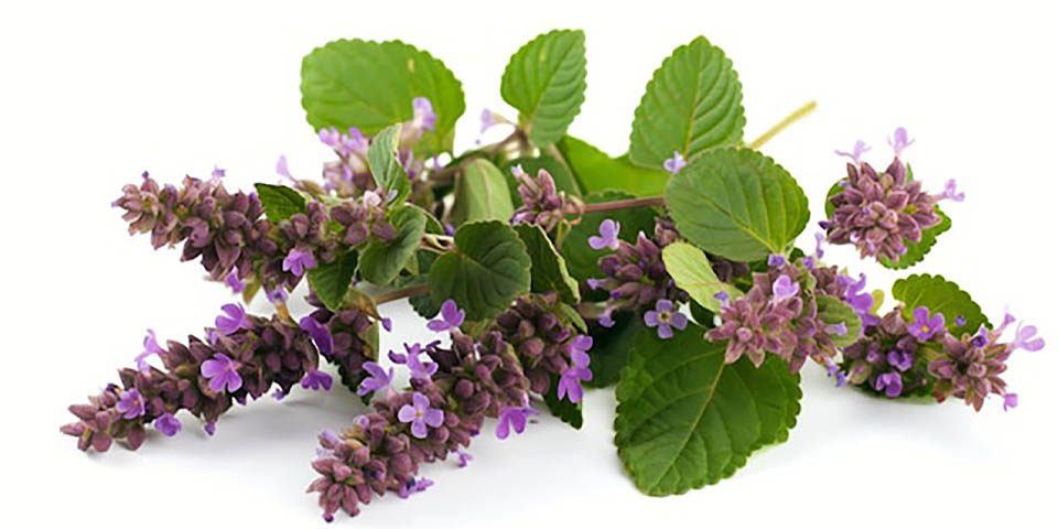 عود پچولی برای پاکسازی انرژی منفی و آرامش محیط