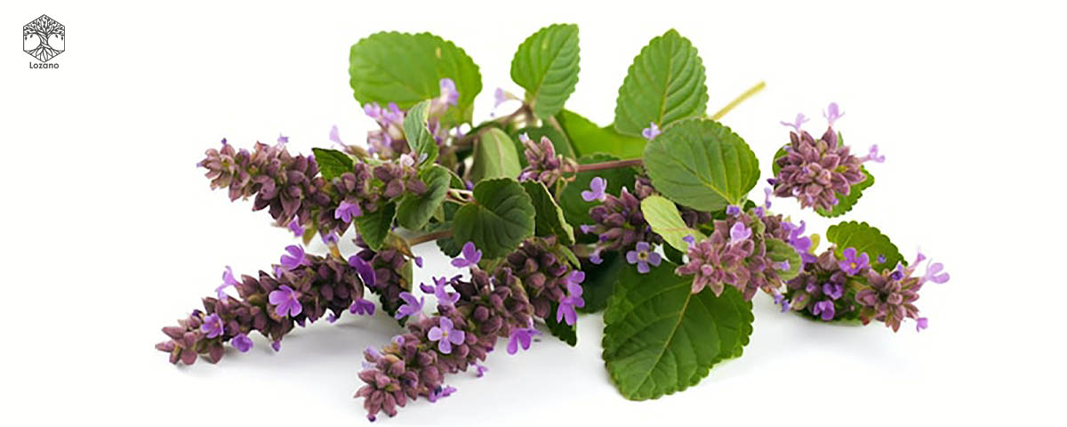 عود پچولی برای پاکسازی انرژی منفی و آرامش محیط